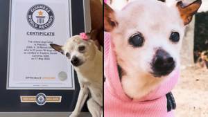 22岁的鹅卵石已被正式加冕为世界上最古老的狗
