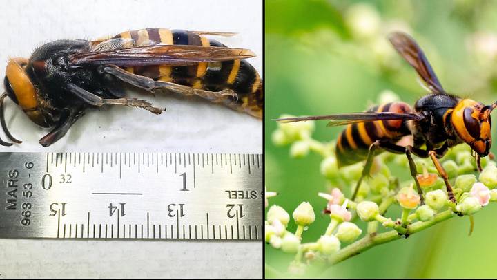 专家警告亚洲谋杀黄蜂正在前往英国