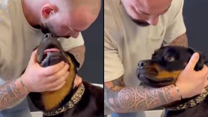 动物脊医在野生病毒视频中折断脖子后留下的狗震惊了