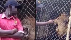 男人将手指粘在狮子的笼子里并取笑动物后被手指撕掉了