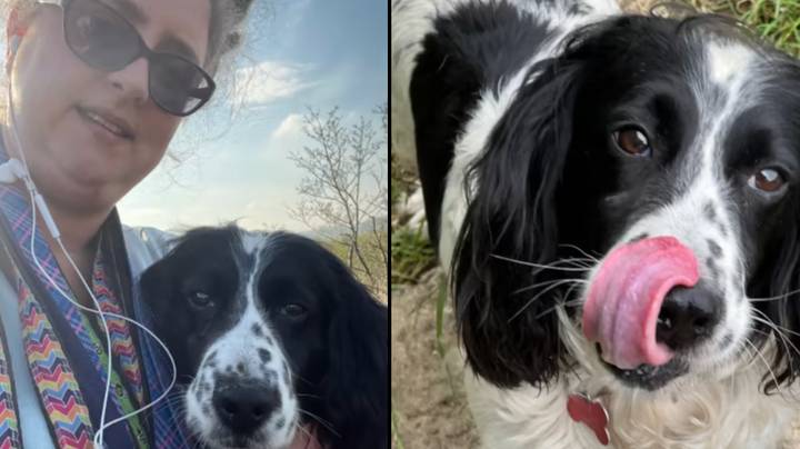 女人在发现七年前被盗后放弃了她的宠物狗