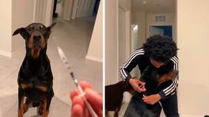 狗被称为“最好男孩”，用于服用胰岛素注射