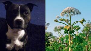 狗被英国最危险的植物stung死后死亡