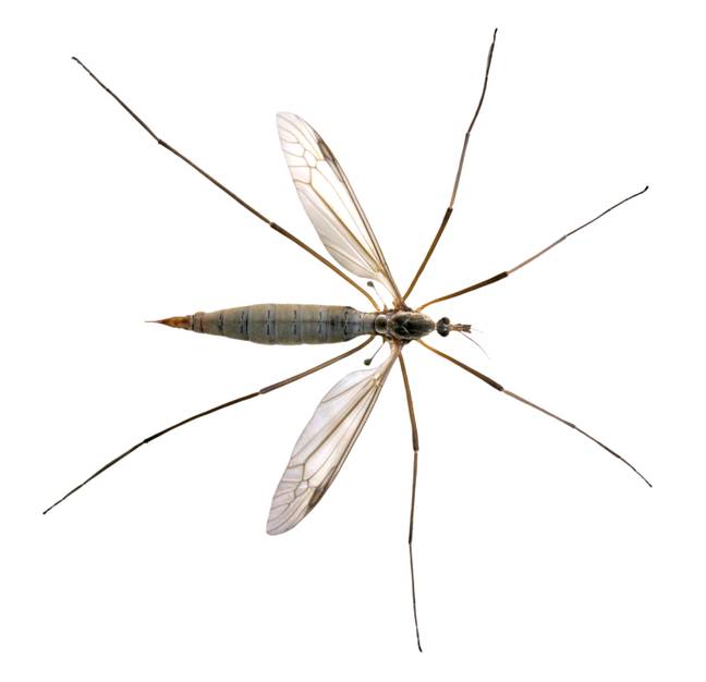 起重机蝇是我们称为爸爸长腿的虫子之一。图片来源：基督教Musat / Alamy Stock Photo