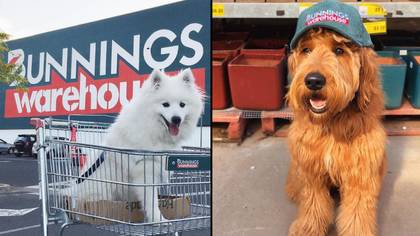 Bunnings工人恳求人们停止将他们的狗带入商店