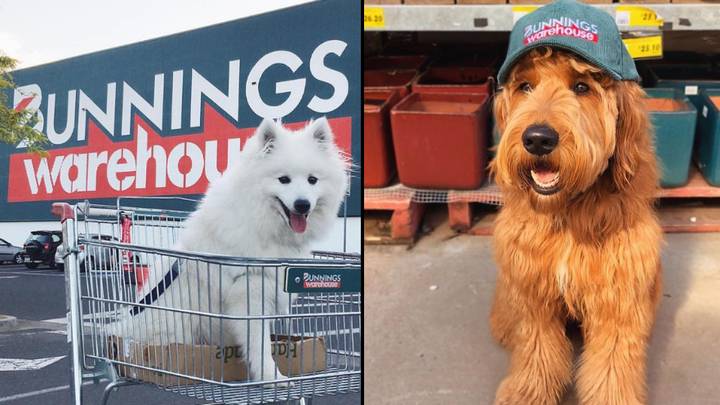 Bunnings工人恳求人们停止将他们的狗带入商店