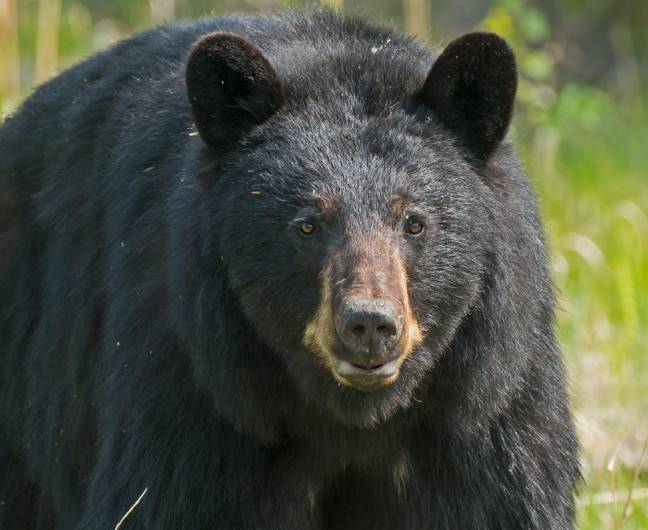 美国国家公园服务局已建议如果一只黑熊指控和袭击，就必须反击。信用：Unplash