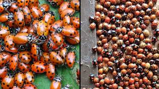 食人族瓢虫带有传播感染的瓢虫设置为蜂群英国房屋“loading=