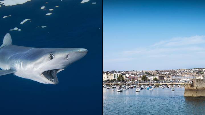 妇女在“怪胎事件”中遭到英国海岸外的鲨鱼袭击