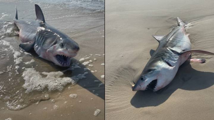 大白鲨在多次目击之后在海滩上洗净，然后消失
