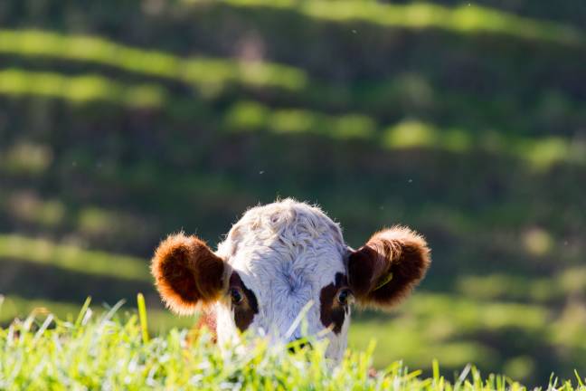 这头母牛可能躲藏在“打税税”中。学分：乔恩·鲍尔（Jon Bower）新西兰 /阿拉米股票照片