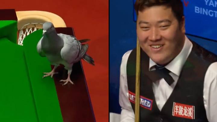 鸽子在坩埚的中间赛中登陆Snooker桌子