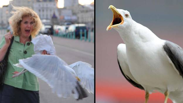 英国人敦促更好地“误解”海鸥对这只鸟的热情辩护