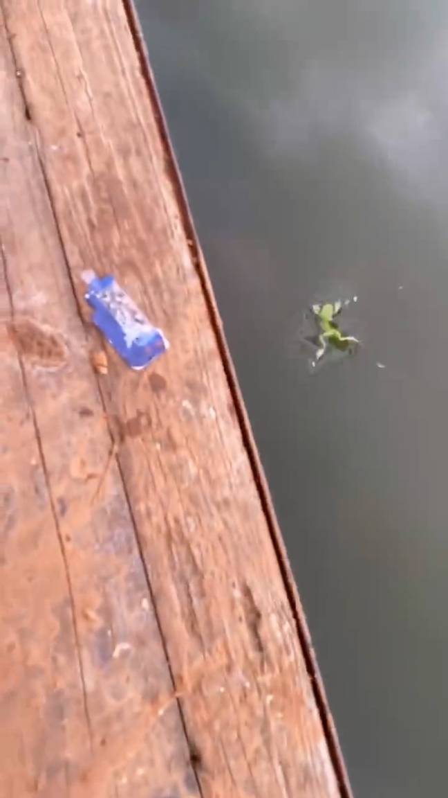 回到水中，这只小青蛙已经准备好迎来冒险的生活。可怜的东西。信用：Asiawire