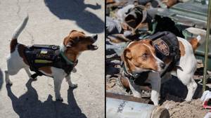 抢劫狗获得乌克兰的荣誉勋章，以挽救数百人的生命