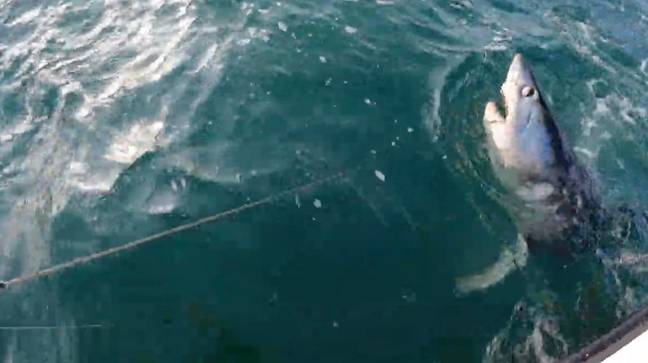 钓鱼者雷·布雷顿（Ray Breton）拍摄了自己试图卷入300磅的porbeagle鲨鱼。学分：BNPS