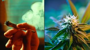 警察委员呼吁大麻成为毒品