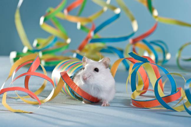 在生日聚会上，在更快乐的时期的仓鼠。学分：大三学生Bildarchiv GmbH / Alamy股票照片