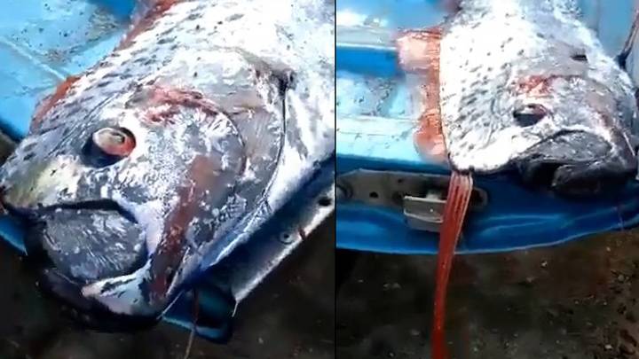 渔民抓住了另一只可怕的海野兽，被认为是灾难的迹象