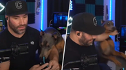 Twitch Streamer Shoves Dog Into Fridge, Faces Immediate Backlash From Internet