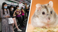 One Hamster Tests Positive After 2,500 Pets Culled In Hong Kong