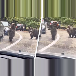 Bear High-Fives Driver In Unbelievable Video