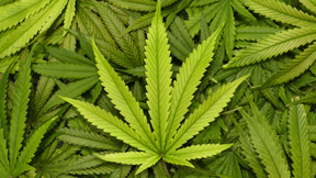 Study Finds That Cannabis Compounds Could Help Prevent Covid-19