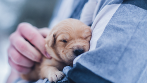 Company Will Pay You £24k To Play With Puppies All Day