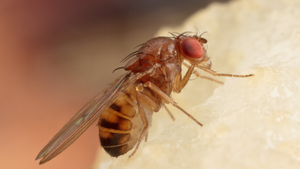 Woman Shares Clever Hack To Get Rid Of Fruit Flies
