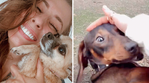 Stacey Solomon Shares Heartbreaking Video Of Grieving Dog Peanut Following Family's Loss