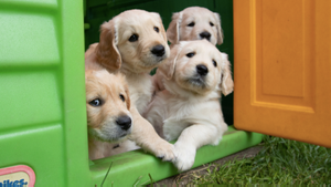 You Can Now Buy A Dog Kennel That Looks Exactly Like Your House