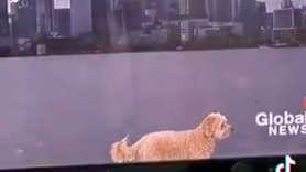 The Brilliant Moment When This Man's Dog Interrupts The Weather Report On TV