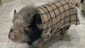 Adorable Pet Pig Has Huge Wardrobe Of Clothes