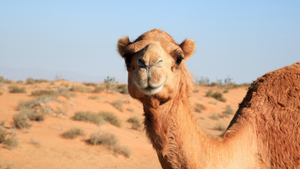 Dozens Of Camels Banned From Beauty Contest Over Botox