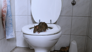 Warning As Rats Invade Brits' Home Through The Toilet