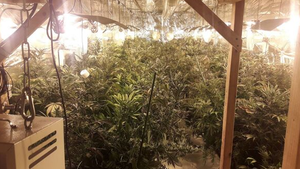 Waterford man jailed for concealing a cannabis grow house worth €360,000