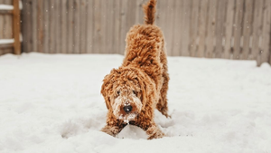 How Cold Is ‘Too Cold’ To Walk Your Dog?