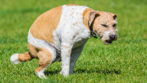 The Weird Factor That Affects How Dogs Choose To Poo