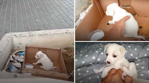 Frightened Abandoned Puppy Finally Gets Her Happy Ending