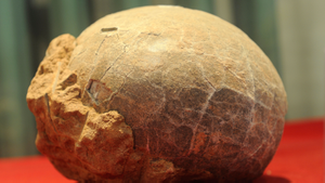 Exquisitely Preserved Dinosaur Embryo Discovered In Fossilised Egg
