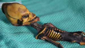 Mystery Of Six Inch Skeleton With Conical Head Solved By Scientists