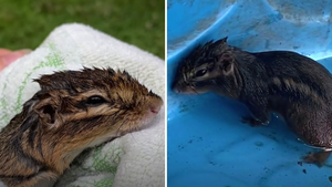 Chipmunk Saved From Drowning Now Revisits His Rescuer