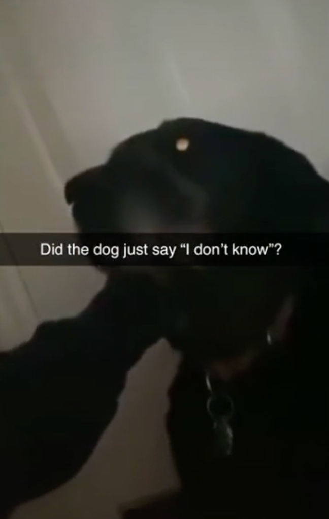 Viewers were shocked when the dog came out with a full sentence. (Credit: TikTok/@Ivoryguy)