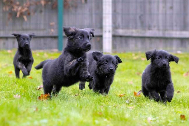 The puppies will be trained as guide dogs (Credit: PA)