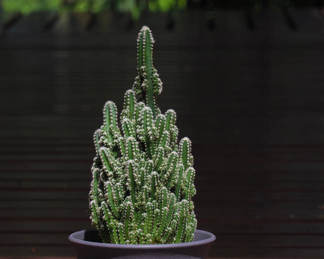 It's a slow growing plant, and so is pretty low maintenance (Credit: Shutterstock)