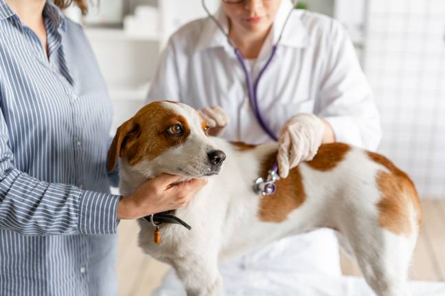 Dogs have been suffering from vomiting and diarrhoea (Credit: Shutterstock)