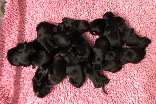 A shocking 16 puppies were born (Credit: PA)