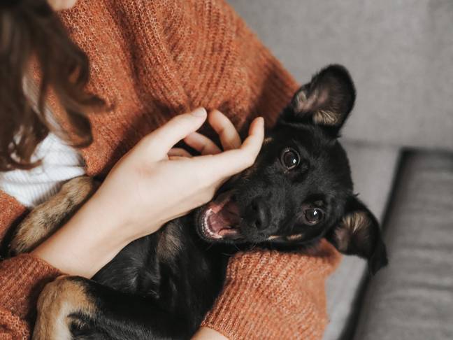 Think you've got what it takes to look after up to 60 pets at once?! (Credit: Unsplash)