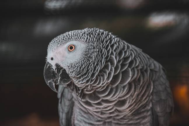 African Grey parrots can mimic human voices (Credit: Shutterstock)