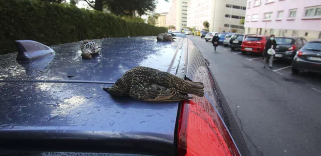 Credit: Twitter/@RadiovozFerrol